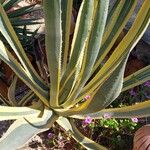 Agave americanaLeht