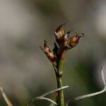 Carex glacialis Fruitua