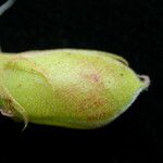 Flemingia macrophylla Fruit