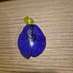 Clitoria ternatea Flower