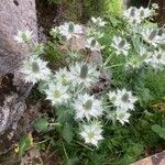 Eryngium giganteum Habitus