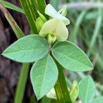 Macrotyloma axillare Flower