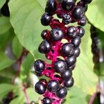 Phytolacca americana Плод