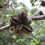 Pittosporum cherrieri Fruit