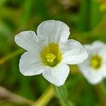 Bouchetia anomala Flower