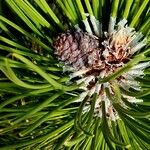 Pinus heldreichii Цвят