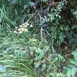Seseli peucedanoides Flor