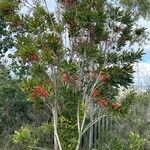 Stenocarpus sinuatus Levél