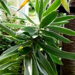 Leucadendron argenteum Φύλλο