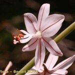 Asphodelus ayardii Flower