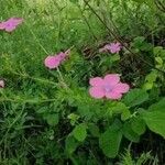 Linum viscosumFlor