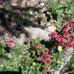 Sempervivum montanum Kvet