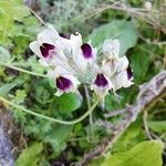 Linaria verticillata Floro