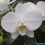 Phalaenopsis aphrodite Flower