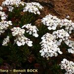 Iberis procumbens Natur