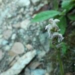 Neotinea maculata Květ