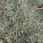 Artemisia filifolia Liść