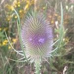 Dipsacus fullonumBlüte