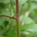 Dissotis rotundifolia Kůra