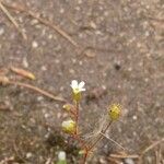 Saxifraga tridactylites 花