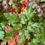 Geranium purpureumFrunză