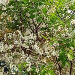 Prunus cerasus Kvet