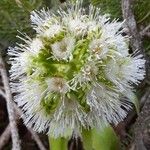 Petasites albus Λουλούδι
