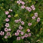 Vaccaria hispanica 形態