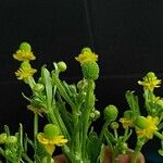 Ranunculus sceleratus Flower