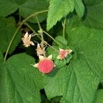 Rubus parviflorus Gyümölcs