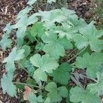 Pelargonium tomentosum Hoja