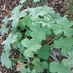 Pelargonium tomentosum Blad