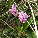 Orchis simia 花