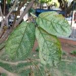 Handroanthus chrysanthus 叶