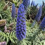 Echium candicansЦвят