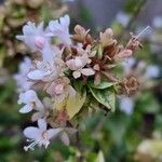 Abelia chinensis Flower