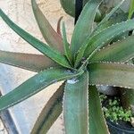 Aloe vaombe Deilen