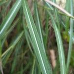 Miscanthus sinensis Leaf