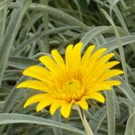 Gazania rigensফুল