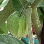 Physalis pubescens Fruit