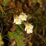 Pinguicula alpina Flor