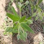 Trichodesma zeylanicum Leaf