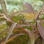 Hygrophila corymbosa Leaf