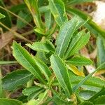 Rorippa austriaca Leaf