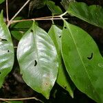 Eugenia cararaensis Leaf