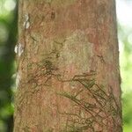 Pouteria brachyandra Kabuk