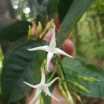 Faramea occidentalis Fiore