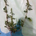 Amaranthus spinosusFuelha