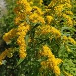 Solidago canadensisFlor