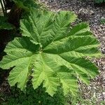 Gunnera tinctoria Blad